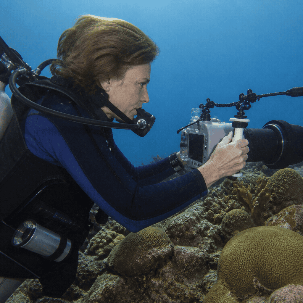 Introduction to Marine Wildlife Filming: A Beginner’s Guide to Ocean Storytelling