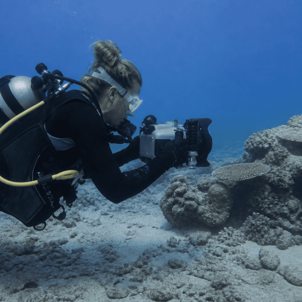 Understanding Animal Behavior Underwater: Improving Shot Success Through Observation